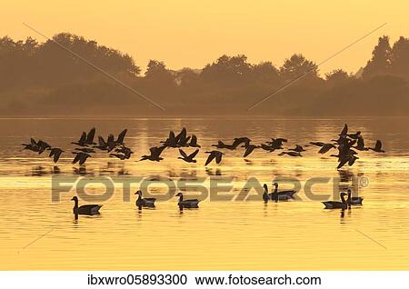 Greylag geese ( anser anser) are crossing the Dümmer in the evening light, Lembruch, Lower Saxony, Germany, Europe View Large Photo Image Stock Image - Greylag geese ( anser anser) are crossing the Dümmer in the evening light, Lembruch, Lower Saxony, Germany, Europe. Fotosearch