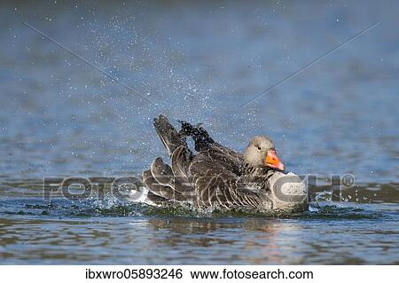 Greylag goose ( anser anser) bathes in a lake, plumage care, Hannover, Lower Saxony, Germany, Europe View Large Photo Image Stock Photograph - Greylag goose ( anser anser) bathes in a lake, plumage care, Hannover, Lower Saxony, Germany, Europe. Fotosearch