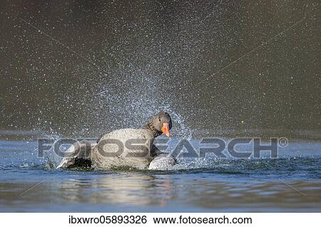 Stock Photograph - Greylag goose ( anser anser) bathes in a lake, Hannover, Lower Saxony, Germany, Europe. Fotosearch