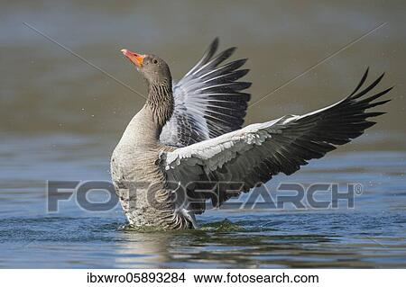 Greylag goose ( anser anser) beats his wings, swimming on a lake, Hannover, Lower Saxony, Germany, Europe View Large Photo Image Picture - Greylag goose ( anser anser) beats his wings, swimming on a lake, Hannover, Lower Saxony, Germany, Europe. Fotosearch