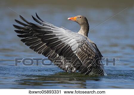 Greylag goose ( anser anser) beats his wings, swimming on a lake, Hannover, Lower Saxony, Germany, Europe View Large Photo Image Stock Image - Greylag goose ( anser anser) beats his wings, swimming on a lake, Hannover, Lower Saxony, Germany, Europe. Fotosearch
