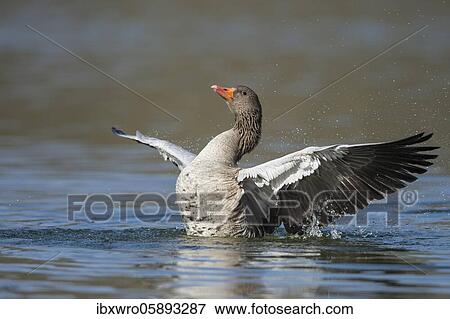 Greylag goose ( anser anser) beats his wings, swimming on a lake, Hannover, Lower Saxony, Germany, Europe View Large Photo Image Stock Photo - Greylag goose ( anser anser) beats his wings, swimming on a lake, Hannover, Lower Saxony, Germany, Europe. Fotosearch
