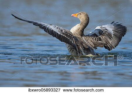 Greylag goose ( anser anser) beats his wings, swimming on a lake, Hannover, Lower Saxony, Germany, Europe View Large Photo Image Stock Photo - Greylag goose ( anser anser) beats his wings, swimming on a lake, Hannover, Lower Saxony, Germany, Europe. Fotosearch