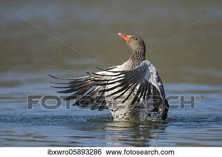 Stock Photograph - Greylag goose ( anser anser) beats his wings, swimming on a lake, Hannover, Lower Saxony, Germany, Europe. Fotosearch