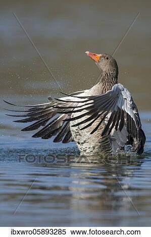 Greylag goose ( anser anser) beats his wings, swimming on a lake, Hannover, Lower Saxony, Germany, Europe View Large Photo Image Stock Photography - Greylag goose ( anser anser) beats his wings, swimming on a lake, Hannover, Lower Saxony, Germany, Europe. Fotosearch