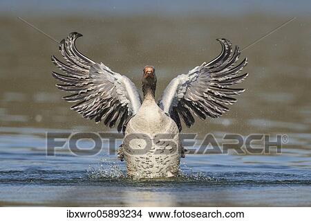 Picture - Greylag goose ( anser anser) beats with the wings, plumage care, swimming on a lake, Hannover, Lower Saxony, Germany, Europe. Fotosearch