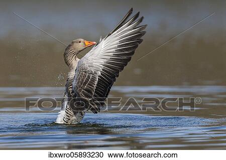 Greylag goose ( anser anser) beats with the wings, plumage care, swimming on a lake, Hannover, Lower Saxony, Germany, Europe View Large Photo Image Stock Image - Greylag goose ( anser anser) beats with the wings, plumage care, swimming on a lake, Hannover, Lower Saxony, Germany, Europe. Fotosearch