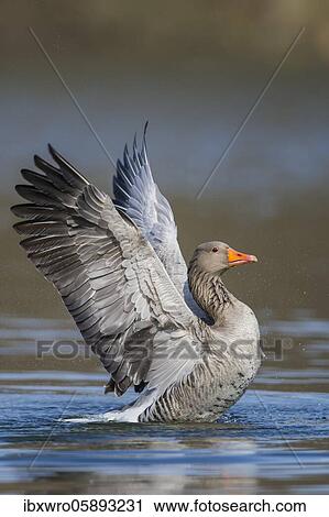 Greylag goose ( anser anser) beats with the wings, plumage care, swimming on a lake, Hannover, Lower Saxony, Germany, Europe View Large Photo Image Stock Image - Greylag goose ( anser anser) beats with the wings, plumage care, swimming on a lake, Hannover, Lower Saxony, Germany, Europe. Fotosearch
