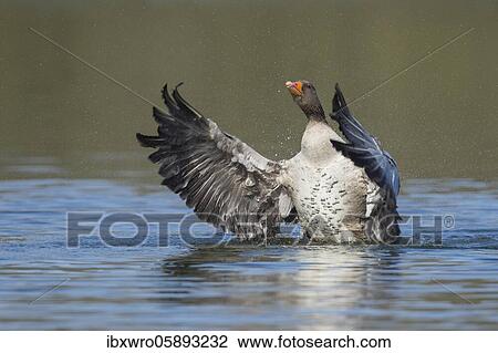 Greylag goose ( anser anser) beats with the wings, plumage care, swimming on a lake, Hannover, Lower Saxony, Germany, Europe View Large Photo Image Stock Image - Greylag goose ( anser anser) beats with the wings, plumage care, swimming on a lake, Hannover, Lower Saxony, Germany, Europe. Fotosearch