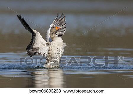 Stock Image - Greylag goose ( anser anser) beats with the wings, plumage care, swimming on a lake, Hannover, Lower Saxony, Germany, Europe. Fotosearch
