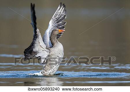 Greylag goose ( anser anser) beats with the wings, plumage care, swimming on a lake, Hannover, Lower Saxony, Germany, Europe View Large Photo Image Stock Image - Greylag goose ( anser anser) beats with the wings, plumage care, swimming on a lake, Hannover, Lower Saxony, Germany, Europe. Fotosearch