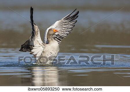 Greylag goose ( anser anser) beats with the wings, plumage care, swimming on a lake, Hannover, Lower Saxony, Germany, Europe View Large Photo Image Stock Image - Greylag goose ( anser anser) beats with the wings, plumage care, swimming on a lake, Hannover, Lower Saxony, Germany, Europe. Fotosearch