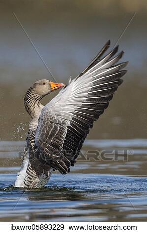 Greylag goose ( anser anser) beats with the wings, plumage care, swimming on a lake, Hannover, Lower Saxony, Germany, Europe View Large Photo Image Stock Photo - Greylag goose ( anser anser) beats with the wings, plumage care, swimming on a lake, Hannover, Lower Saxony, Germany, Europe. Fotosearch