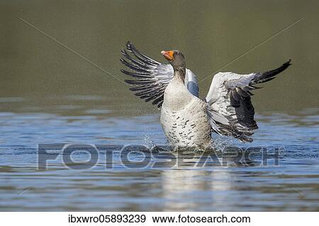 Greylag goose ( anser anser) beats with the wings, plumage care, swimming on a lake, Hannover, Lower Saxony, Germany, Europe View Large Photo Image Stock Photo - Greylag goose ( anser anser) beats with the wings, plumage care, swimming on a lake, Hannover, Lower Saxony, Germany, Europe. Fotosearch