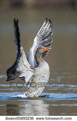 Greylag goose ( anser anser) beats with the wings, plumage care, swimming on a lake, Hannover, Lower Saxony, Germany, Europe View Large Photo Image Stock Photograph - Greylag goose ( anser anser) beats with the wings, plumage care, swimming on a lake, Hannover, Lower Saxony, Germany, Europe. Fotosearch