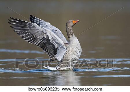 Greylag goose ( anser anser) beats with the wings, plumage care, swimming on a lake, Hannover, Lower Saxony, Germany, Europe View Large Photo Image Stock Photography - Greylag goose ( anser anser) beats with the wings, plumage care, swimming on a lake, Hannover, Lower Saxony, Germany, Europe. Fotosearch