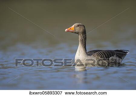 Greylag goose ( anser anser) floating on a lake, Hannover, Lower Saxony, Germany, Europe View Large Photo Image Stock Photo - Greylag goose ( anser anser) floating on a lake, Hannover, Lower Saxony, Germany, Europe. Fotosearch