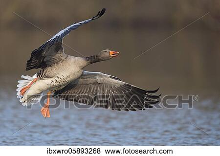 Greylag goose ( anser anser) flying over a lake, landing, Hannover, Lower Saxony, Germany, Europe View Large Photo Image Stock Photo - Greylag goose ( anser anser) flying over a lake, landing, Hannover, Lower Saxony, Germany, Europe. Fotosearch