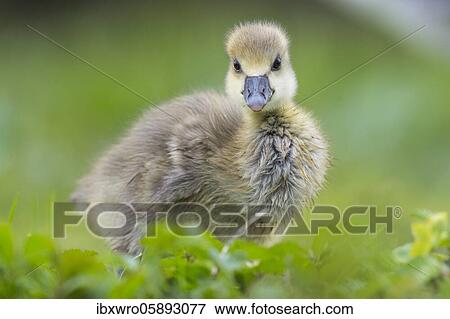 Greylag goose ( anser anser) Hanover, Lower Saxony, GermanyGössel of one, Chick, cute, Germany, Europe View Large Photo Image Stock Photo - Greylag goose ( anser anser) Hanover, Lower Saxony, GermanyGössel of one, Chick, cute, Germany, Europe. Fotosearch