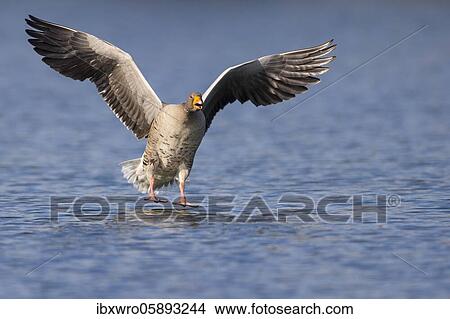 Greylag goose ( anser anser) lands on a lake, flying, Hannover, Lower Saxony, Germany, Europe View Large Photo Image Picture - Greylag goose ( anser anser) lands on a lake, flying, Hannover, Lower Saxony, Germany, Europe. Fotosearch