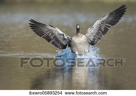 Greylag goose ( anser anser) lands on a lake, Hannover, Lower Saxony, Germany, Europe View Large Photo Image Picture - Greylag goose ( anser anser) lands on a lake, Hannover, Lower Saxony, Germany, Europe. Fotosearch