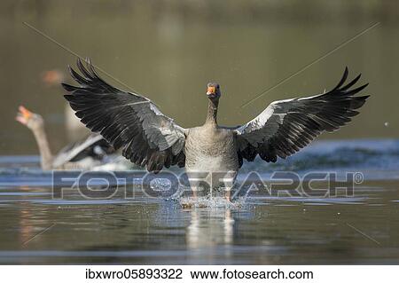 Greylag goose ( anser anser) lands on a lake, Hannover, Lower Saxony, Germany, Europe View Large Photo Image Stock Image - Greylag goose ( anser anser) lands on a lake, Hannover, Lower Saxony, Germany, Europe. Fotosearch