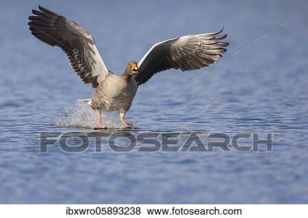 Greylag goose ( anser anser) lands on a lake, flying, Hannover, Lower Saxony, Deutschlandny View Large Photo Image Stock Photo - Greylag goose ( anser anser) lands on a lake, flying, Hannover, Lower Saxony, Deutschlandny. Fotosearch