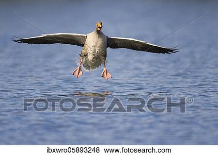 Greylag goose ( anser anser) lands on a lake, flying, Hannover, Lower Saxony, Germany, Europe View Large Photo Image Stock Photo - Greylag goose ( anser anser) lands on a lake, flying, Hannover, Lower Saxony, Germany, Europe. Fotosearch