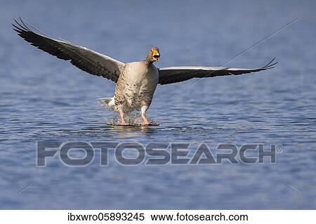 Greylag goose ( anser anser) lands on a lake, flying, Hannover, Lower Saxony, Germany, Europe View Large Photo Image Stock Photography - Greylag goose ( anser anser) lands on a lake, flying, Hannover, Lower Saxony, Germany, Europe. Fotosearch