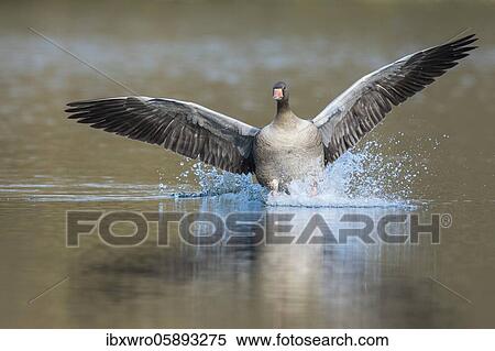 Greylag goose ( anser anser) lands on a lake, Hannover, Lower Saxony, Germany, Europe View Large Photo Image Stock Photography - Greylag goose ( anser anser) lands on a lake, Hannover, Lower Saxony, Germany, Europe. Fotosearch