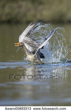 Greylag goose ( anser anser) starts on a lake, splashing water, dynamics, Hannover, Lower Saxony, Germany, Europe View Large Photo Image Stock Image - Greylag goose ( anser anser) starts on a lake, splashing water, dynamics, Hannover, Lower Saxony, Germany, Europe. Fotosearch