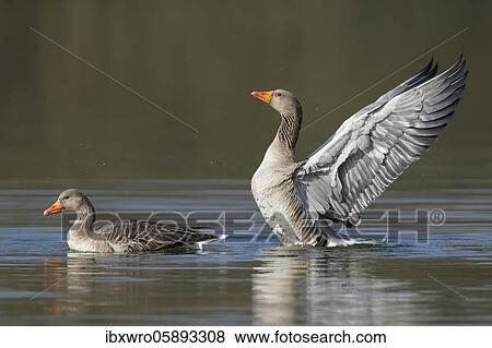 Greylag goose ( anser anser) swimming on a lake, flapping wings, Hannover, Lower Saxony, Germany, Europe View Large Photo Image Stock Photo - Greylag goose ( anser anser) swimming on a lake, flapping wings, Hannover, Lower Saxony, Germany, Europe. Fotosearch