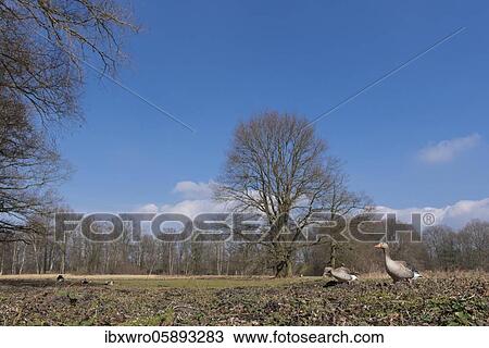Greylag goose ( anser anser) while searching for food in a park, Hannover, Lower Saxony, Germany, Europe View Large Photo Image Stock Image - Greylag goose ( anser anser) while searching for food in a park, Hannover, Lower Saxony, Germany, Europe. Fotosearch