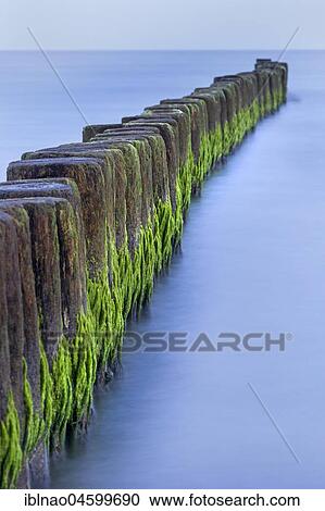 Groyne covered with algae in the Baltic Sea, Fischland, Fischland-Darß-Zingst, Mecklenburg-Western Pomerania, Germany, Europe View Large Photo Image Stock Image - Groyne covered with algae in the Baltic Sea, Fischland, Fischland-Darß-Zingst, Mecklenburg-Western Pomerania, Germany, Europe. Fotosearch