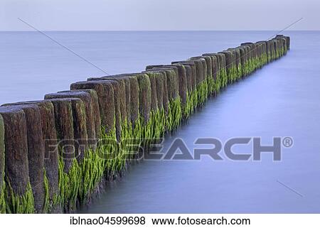 Groyne covered with algae in the Baltic Sea, Fischland, Fischland-Darß-Zingst, Mecklenburg-Western Pomerania, Germany, Europe View Large Photo Image Stock Photo - Groyne covered with algae in the Baltic Sea, Fischland, Fischland-Darß-Zingst, Mecklenburg-Western Pomerania, Germany, Europe. Fotosearch
