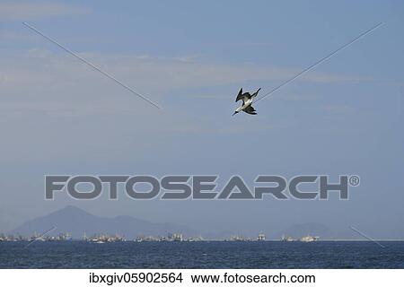 Picture - Guano Booby, also Peruvian booby (Sula variegata) falls into the water while hunting, Chimbote, Ancash region, Peru, South America. Fotosearch