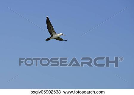 Stock Photo - Guano Booby, also Peruvian booby (Sula variegata) in flight, Chimbote, Ancash Region, Peru, South America. Fotosearch