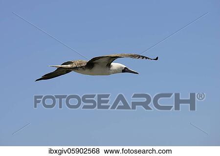 Guano Booby, also Peruvian booby (Sula variegata) in flight, Chimbote, Ancash Region, Peru, South America View Large Photo Image Stock Photo - Guano Booby, also Peruvian booby (Sula variegata) in flight, Chimbote, Ancash Region, Peru, South America. Fotosearch