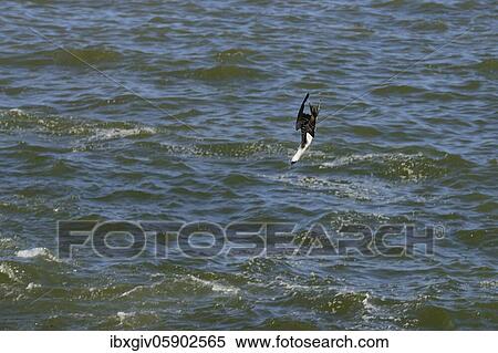 Guano Booby, also Peruvian booby (Sula variegata) falls into the water while hunting, Chimbote, Ancash region, Peru, South America View Large Photo Image Stock Photography - Guano Booby, also Peruvian booby (Sula variegata) falls into the water while hunting, Chimbote, Ancash region, Peru, South America. Fotosearch
