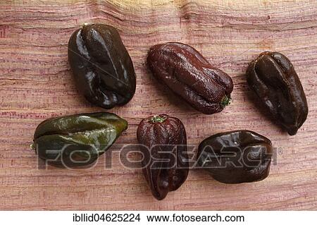 Habanero Chocolate (Capsicum chinense), chilli peppers View Large Photo Image Picture - Habanero Chocolate (Capsicum chinense), chilli peppers. Fotosearch