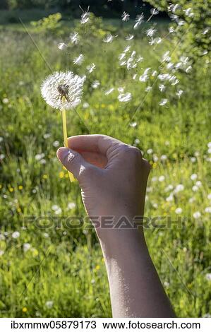 Stock Image - Hand holding dandelion, green meadow, Upper Bavaria, Bavaria, Munich. Fotosearch