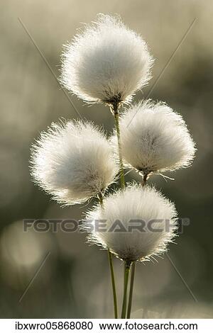 Hare's-tail cottongrass ( Eriophorum vaginatum) in the bog, fruit stand, cotton grass blossom, Lower Saxony, Germany, Europe View Large Photo Image Stock Image - Hare's-tail cottongrass ( Eriophorum vaginatum) in the bog, fruit stand, cotton grass blossom, Lower Saxony, Germany, Europe. Fotosearch