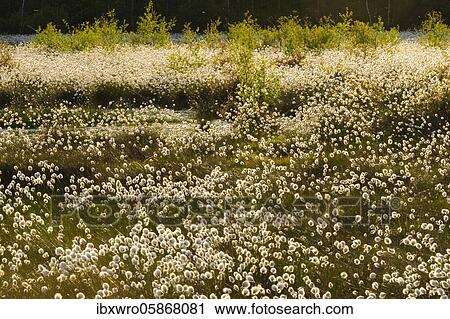 Hare's-tail cottongrass ( Eriophorum vaginatum) in moor, fruiting, cotton grass blossom, Lower Saxony, Germany, Europe View Large Photo Image Stock Image - Hare's-tail cottongrass ( Eriophorum vaginatum) in moor, fruiting, cotton grass blossom, Lower Saxony, Germany, Europe. Fotosearch