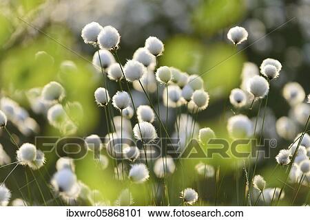Hare's-tail cottongrass ( Eriophorum vaginatum) in moor, fruiting, cotton grass blossom, Lower Saxony, Germany, Europe View Large Photo Image Stock Image - Hare's-tail cottongrass ( Eriophorum vaginatum) in moor, fruiting, cotton grass blossom, Lower Saxony, Germany, Europe. Fotosearch