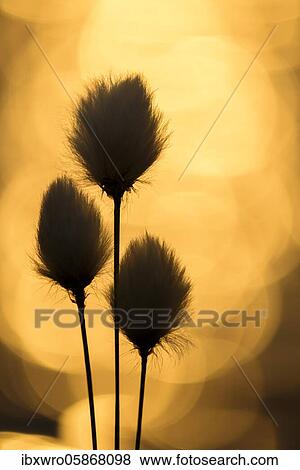 Hare's-tail cottongrass ( Eriophorum vaginatum) in bog, fruit stand, Lower Saxony, Germany, Europe View Large Photo Image Stock Photo - Hare's-tail cottongrass ( Eriophorum vaginatum) in bog, fruit stand, Lower Saxony, Germany, Europe. Fotosearch