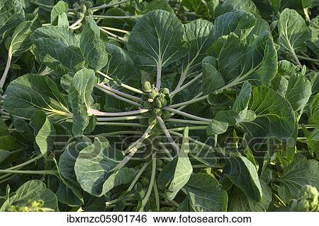 Harvesting Brussels sprouts (Brassica oleracea) in the field, Middle Franconia, Bavaria, Germany, Europe View Large Photo Image Stock Photograph - Harvesting Brussels sprouts (Brassica oleracea) in the field, Middle Franconia, Bavaria, Germany, Europe. Fotosearch