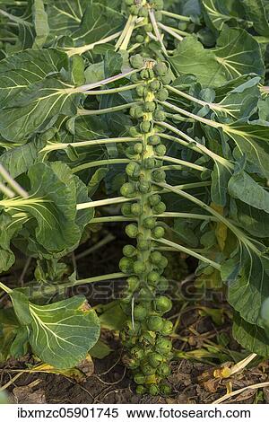 Harvesting Brussels sprouts (Brassica oleracea) in the field, Middle Franconia, Bavaria, Germany, Europe View Large Photo Image Stock Photography - Harvesting Brussels sprouts (Brassica oleracea) in the field, Middle Franconia, Bavaria, Germany, Europe. Fotosearch