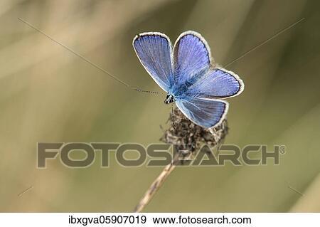 Hauhechel-Gossamer winged butterfly (Lycaenidae) (Polyommatus icarus) Male with iridescent blue wing upper side Family, Valais, Switzerland, Europe View Large Photo Image Stock Photo - Hauhechel-Gossamer winged butterfly (Lycaenidae) (Polyommatus icarus) Male with iridescent blue wing upper side Family, Valais, Switzerland, Europe. Fotosearch