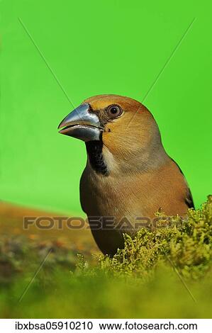 Stock Image - Hawfinch (Coccothraustes coccothraustes), male, animal portrait, North Rhine-Westphalia, Germany, Europe. Fotosearch