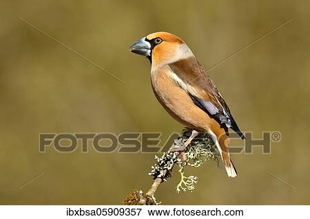 Hawfinch (Coccothraustes coccothraustes) male, sitting on a lichen-covered branch, North Rhine-Westphalia, Germany, Europe View Large Photo Image Stock Photo - Hawfinch (Coccothraustes coccothraustes) male, sitting on a lichen-covered branch, North Rhine-Westphalia, Germany, Europe. Fotosearch
